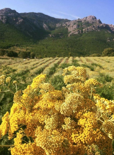 GAEC DE L'ASTRATELLA