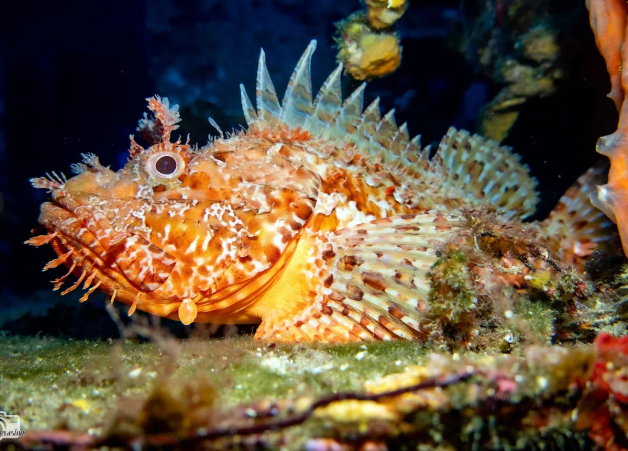 HIPPOCAMPE PLONGÉE CALVI