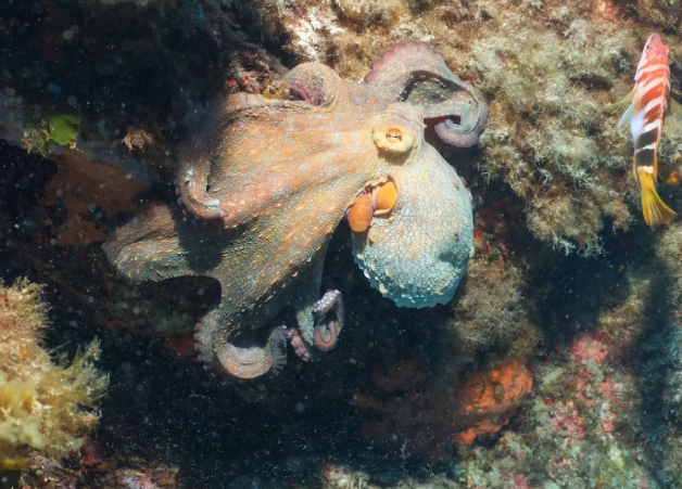 HIPPOCAMPE PLONGÉE CALVI