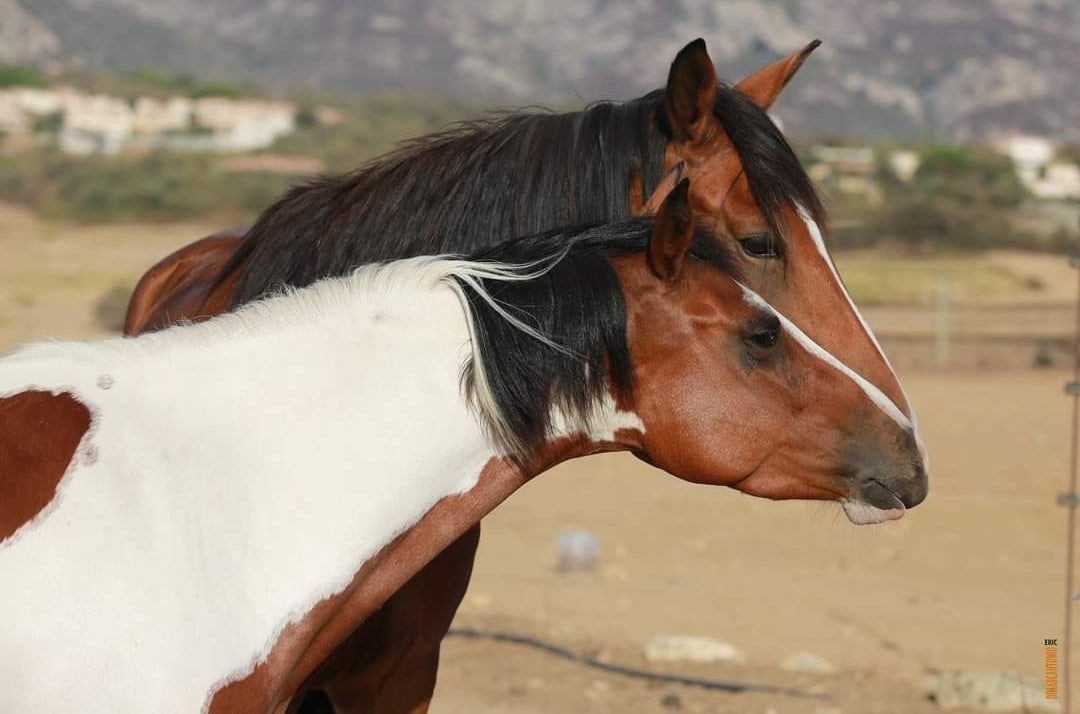 CENTRE EQUESTRE DE BALAGNE