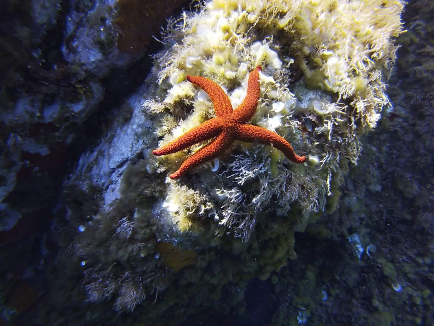 HIPPOCAMPE PLONGÉE CALVI